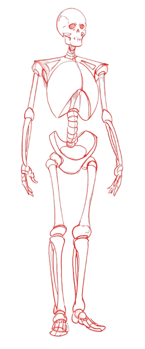 Step 2: skeleton structure